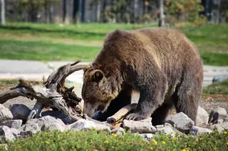 Banff Grizzly Bear Encounter Ends in Charges, Not Claws