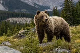 Kananaskis Grizzly Bear Encounter: What the Viral Video Shows
