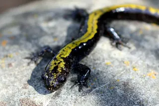 Wait - Are Those Lizards on the Bow Valley Parkway?