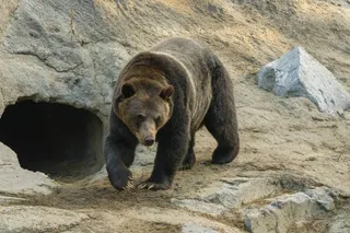 Skoki the Grizzly Bear: From Banff Rebel to Calgary Zoo Ambassador