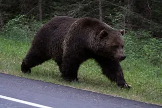 The Boss: Banff’s Most Famous Grizzly Bear
