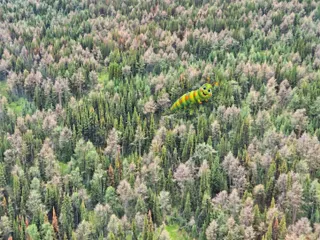 Banff Larches Are Going Brown, Not Gold, This Year
