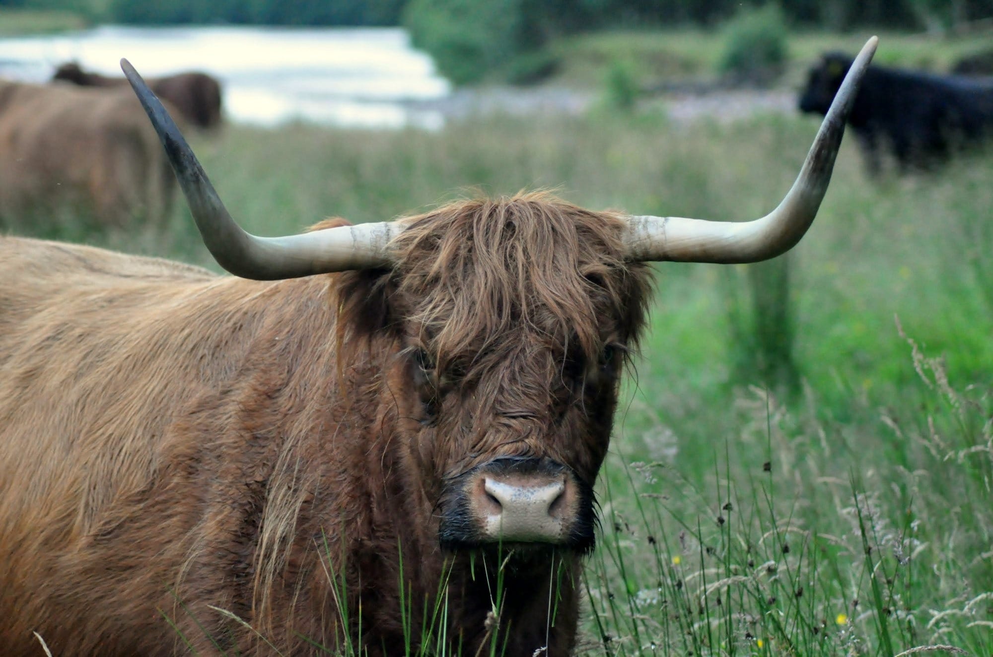 a bull with horns pointed outward and upward, facing the viewer from a grassy field with by a body of water
