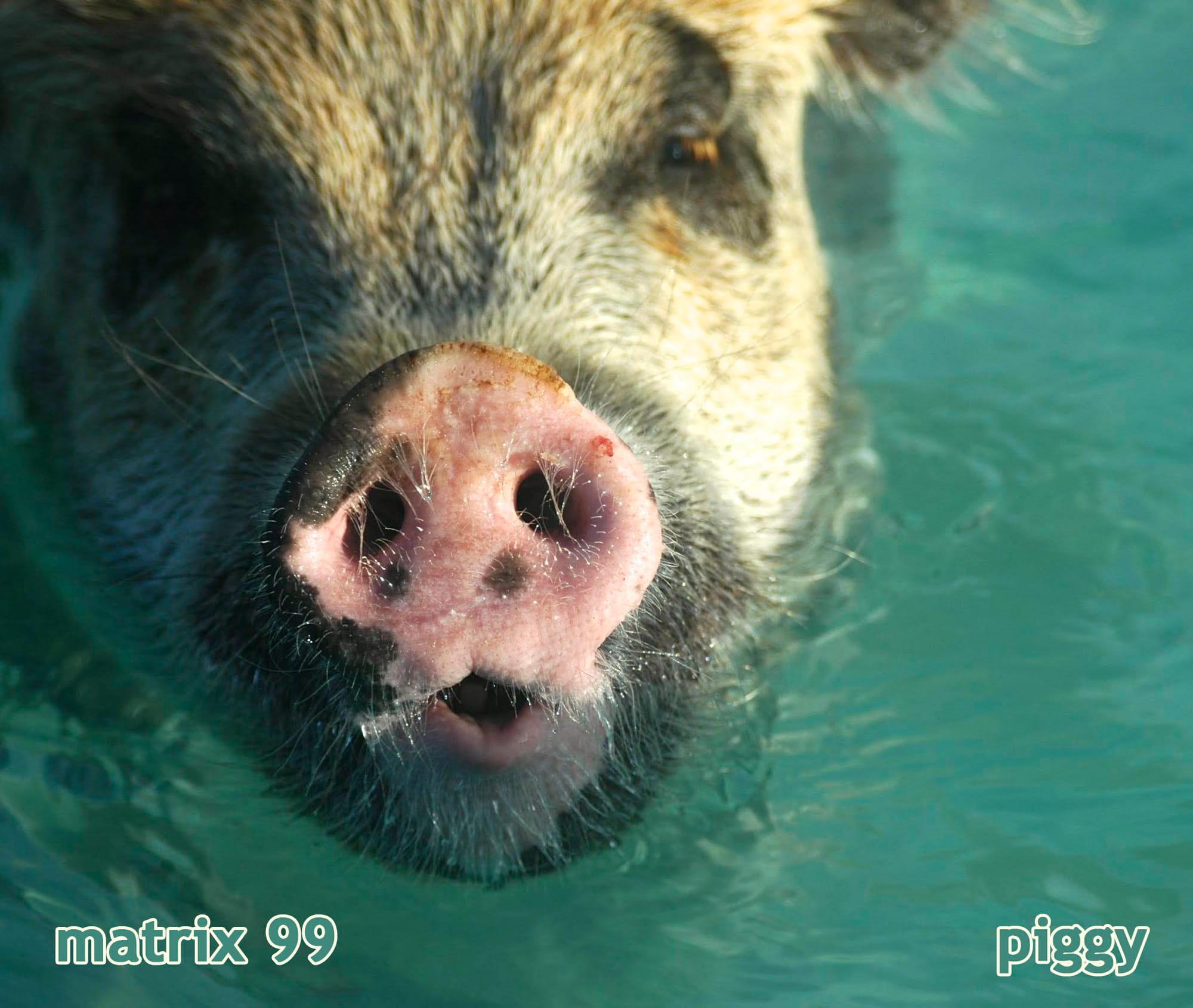 Matrix - Piggy