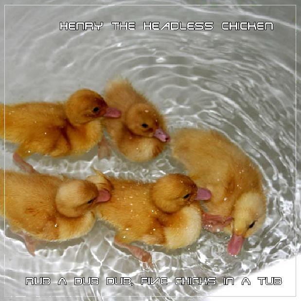 Henry The Headless Chicken - Rub A Dub Dub, Five Chicks In A Tub