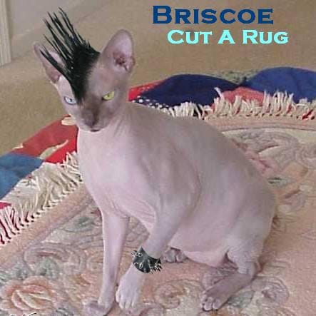 Briscoe - Cut A Rug