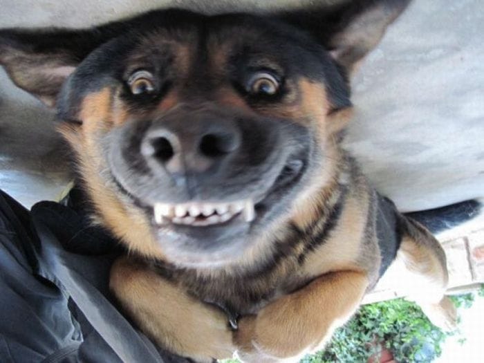 Blood Meridian - Dog Days (Come With Me…)
