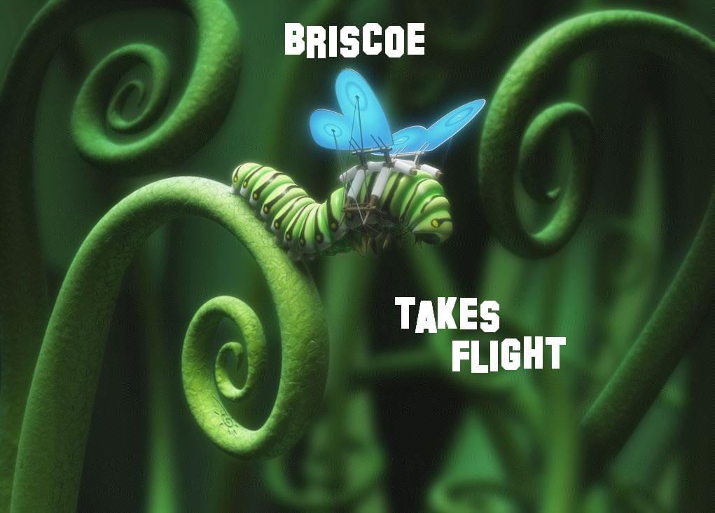 Briscoe - Takes Flight