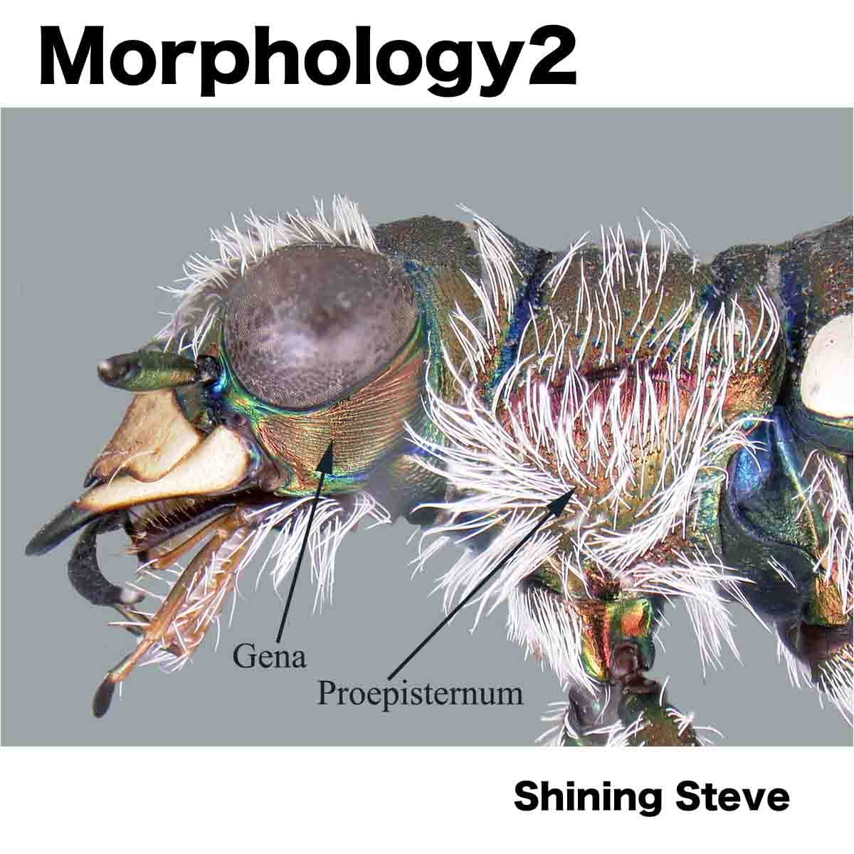 Shining Steve - Morphology 2