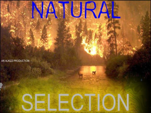 Alkizz - Natural Selection