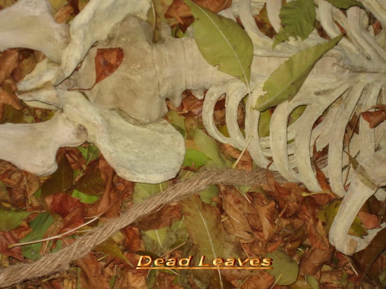 Warvadal - Dead Leaves