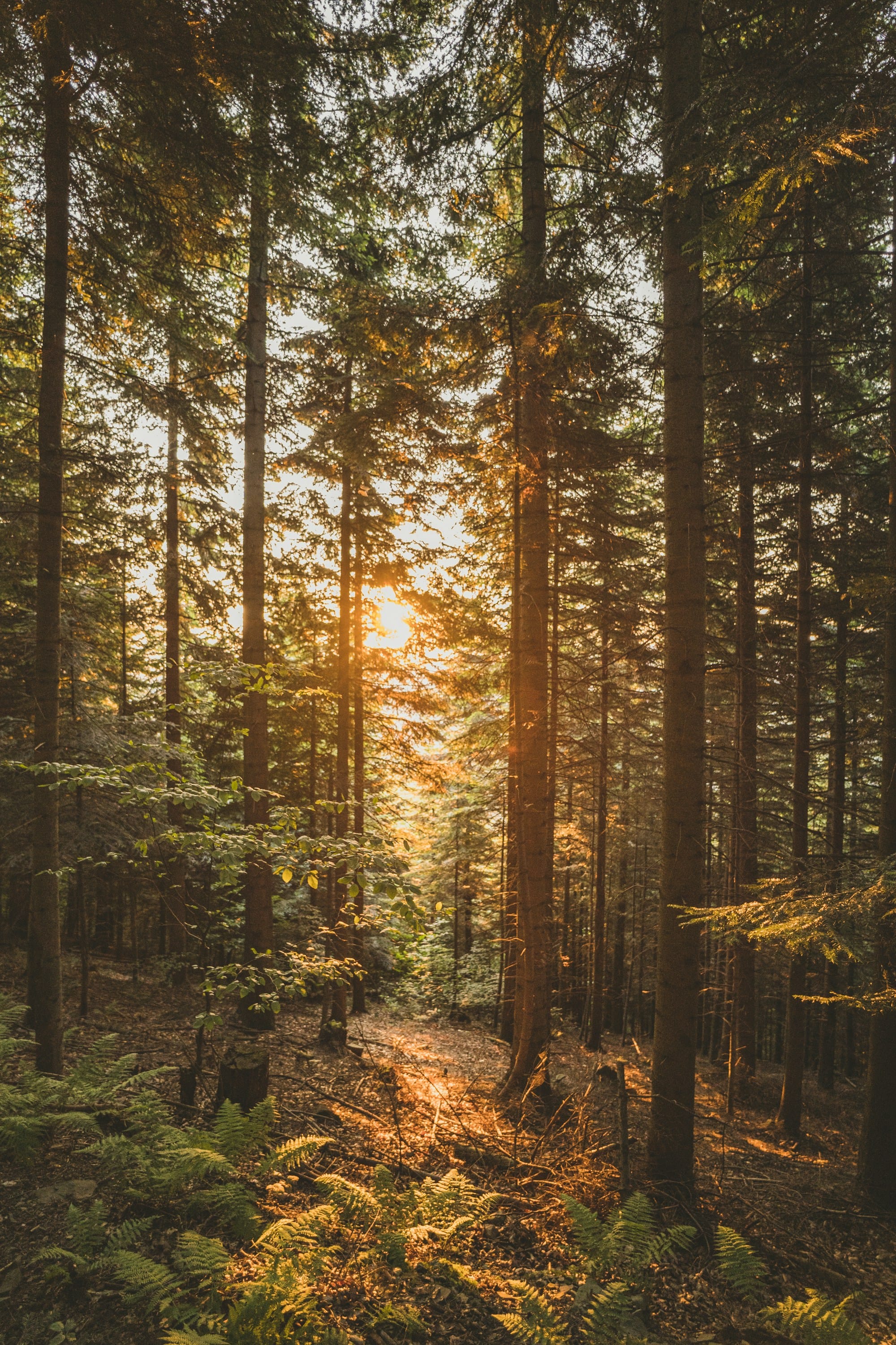 Nature II