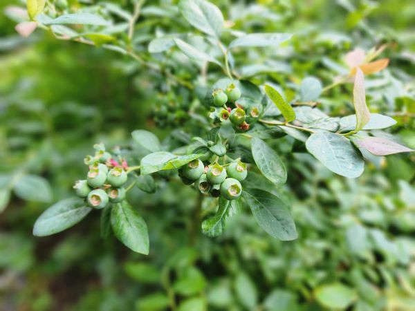 Unripe blueberries on a bush