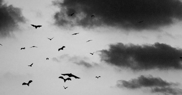 Un branco di pistrelli in volo in un cielo parzialmente nuvoloso.