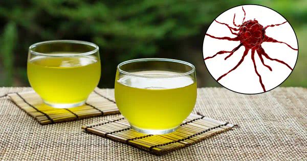 Grüner Tee bietet neue Hoffnung im Kampf gegen Krebs