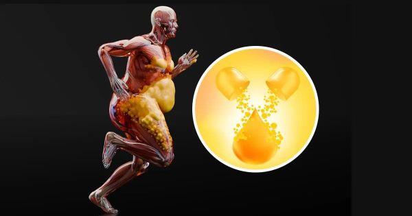 Krillöl reduziert Fettleber und oxidativen Stress bei Adipositas