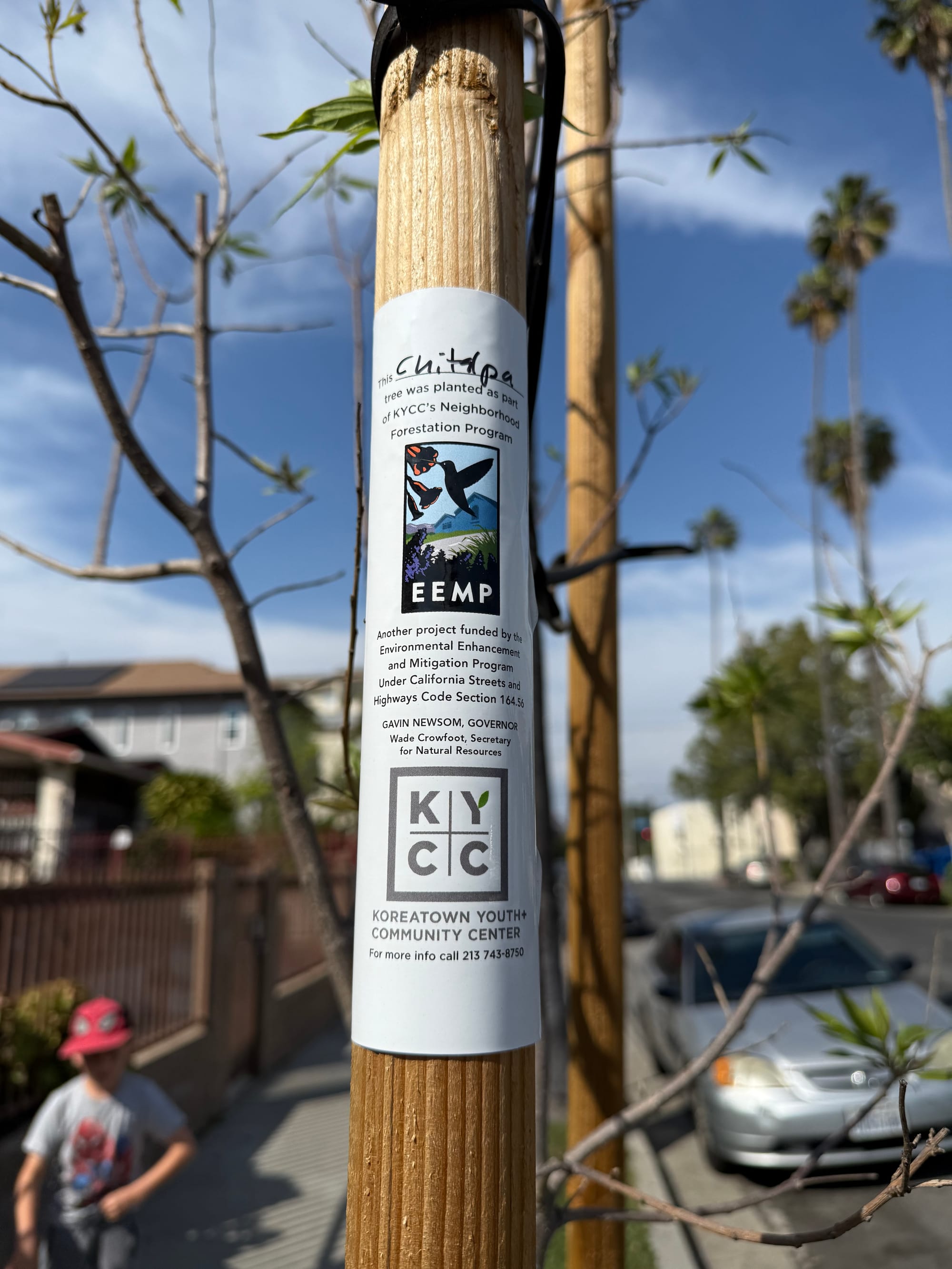 A newly planted tree on an LA street showing a stake with a small label identifying it as planted by KYCC as part of a state climate effort