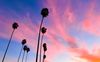 A row of palm trees are silhouetted against a pink and orange sunset streaking across a blue sky.