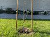 A sapling sycamore tree, recently planted in a grassy parkway in front of a white stone walled building.