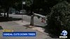 A screengrab from ABC7 showing a tree cut down in downtown LA that says vandal cuts down trees