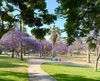 A bright blue bench under a grove of purple jacarandas with a path through a grassy lawn of LA's MacArthur Park
