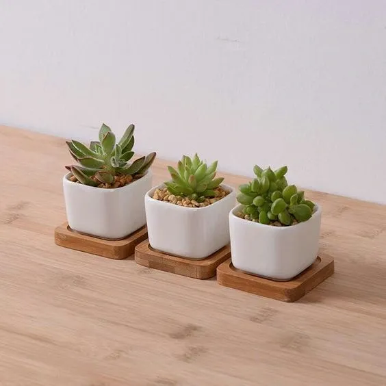  Succulent plants
