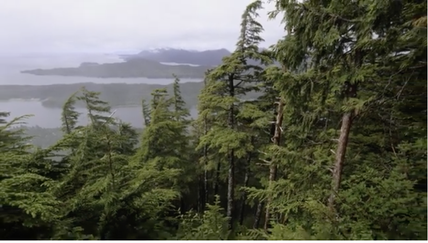 Senate Republicans want to sell Forest Service and other Department of Interior public lands. 