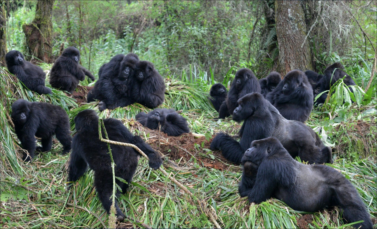Endangered gorillas are at additional risk now that the Democratic Republic of the Congo has opened up pristine gorilla habitat to fossil fuel drilling in half the country. 