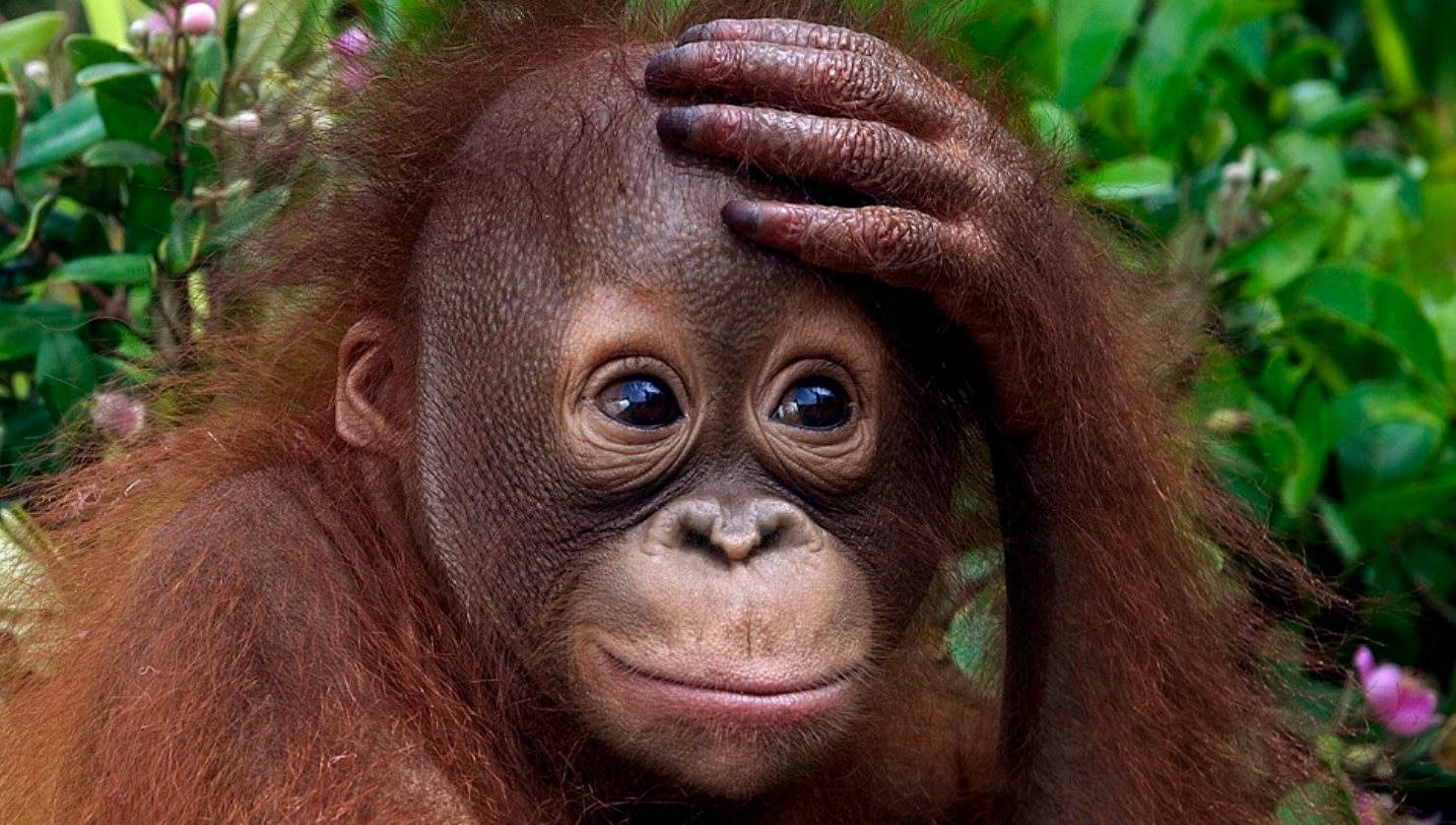 Orangutan toddler