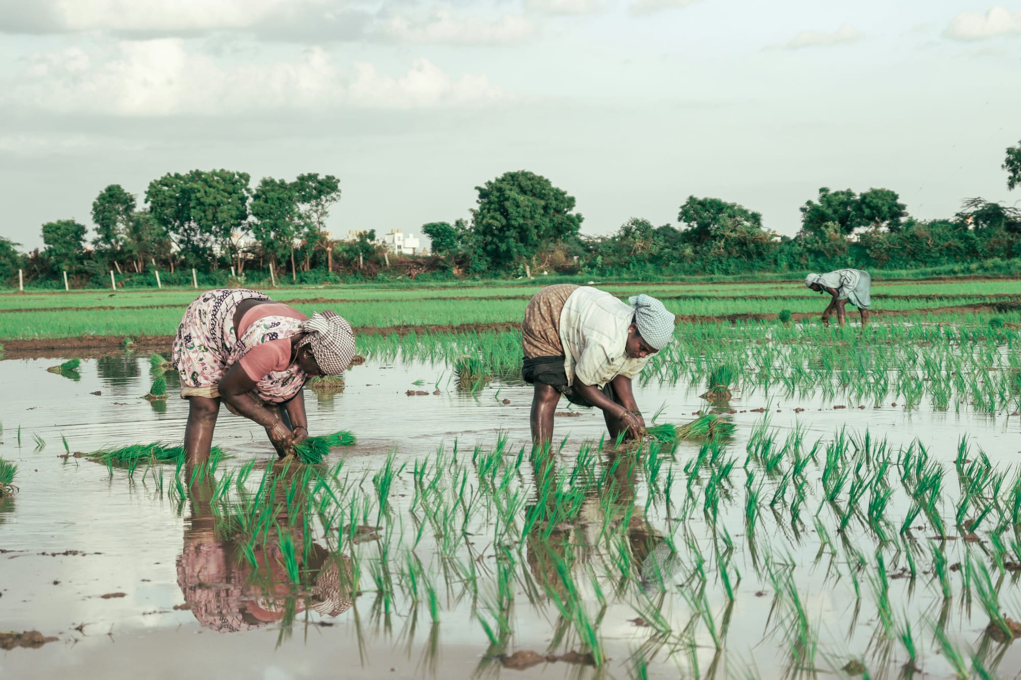 Women in India tending rice paddy