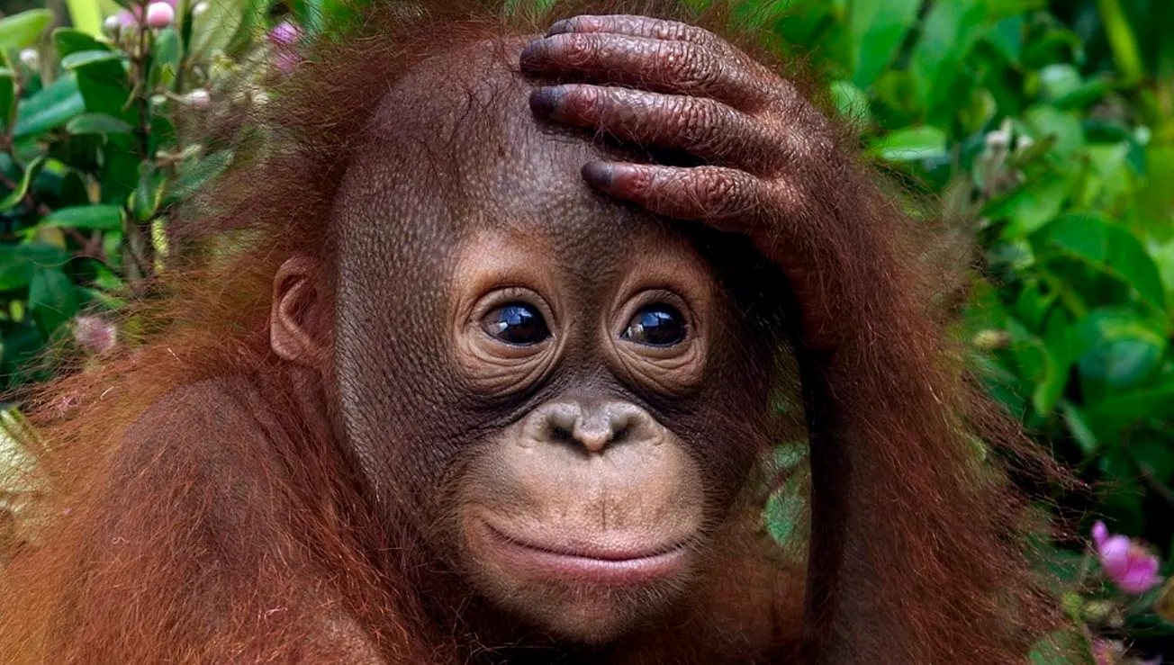 Orangutan toddler
