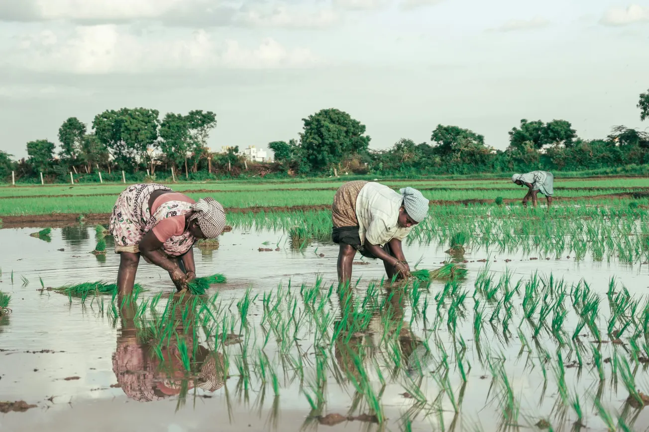 Women in India tending rice paddy