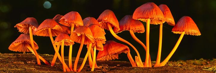 Ethan: Your Guests from the Meta of Real - a poem about imaginary friends