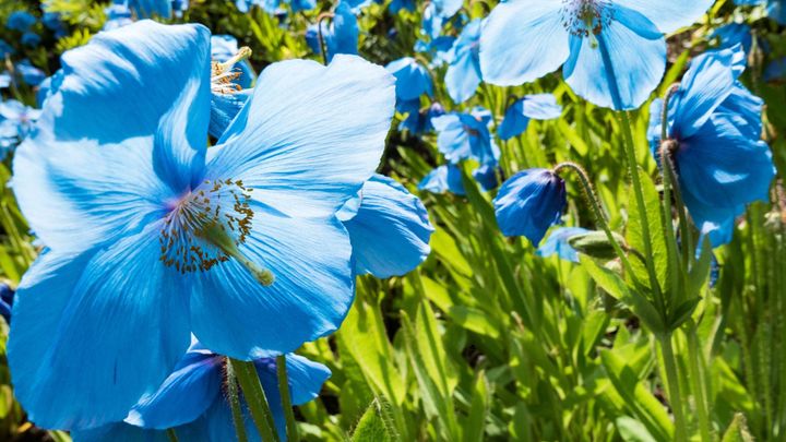 Elena: Reading a New Chapter from the Garden - The Good Herbs