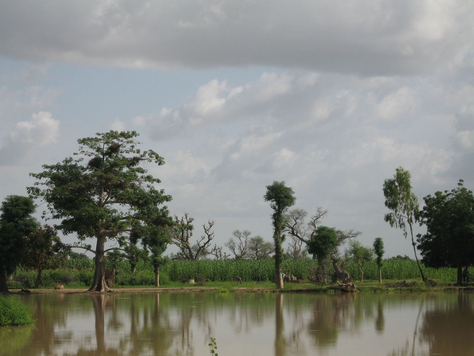 Oil Among the Mangrove Trees: a Portrait of Destruction in the Niger Delta, Then and Now