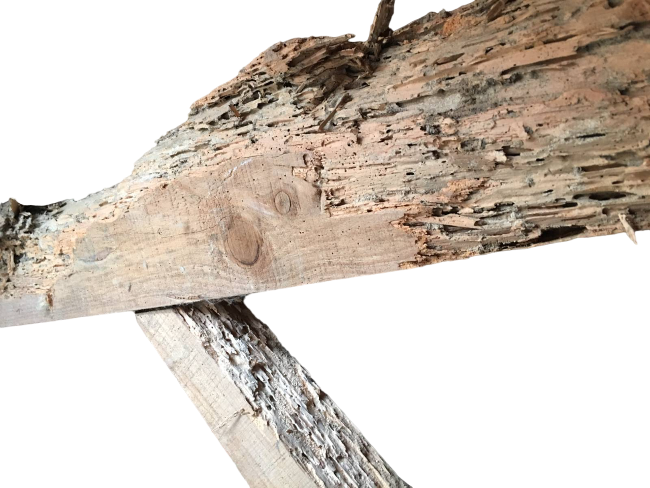 Charpente sévèrement abîmée par les termites.
