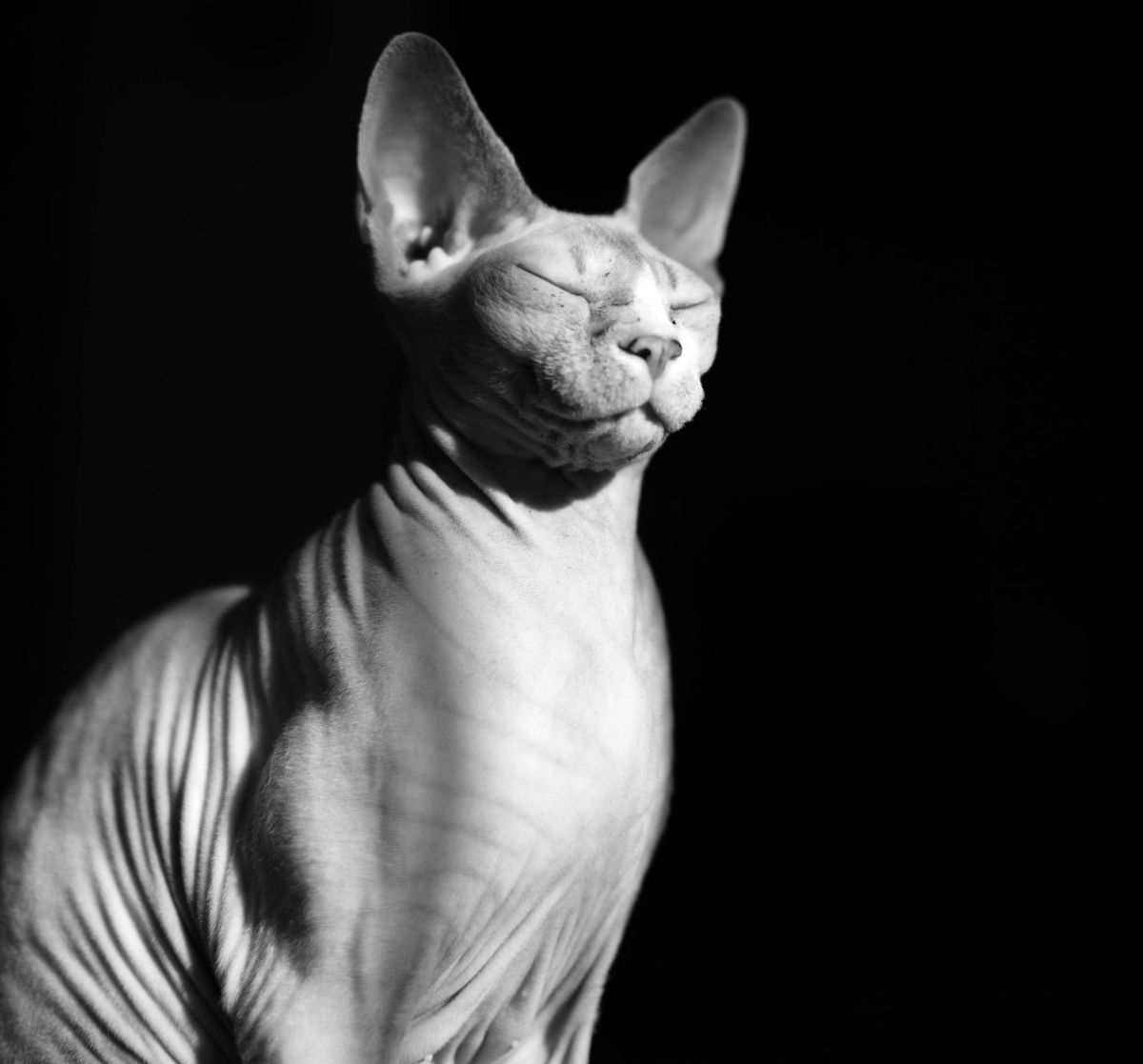 Dark Kittens [an analysis]