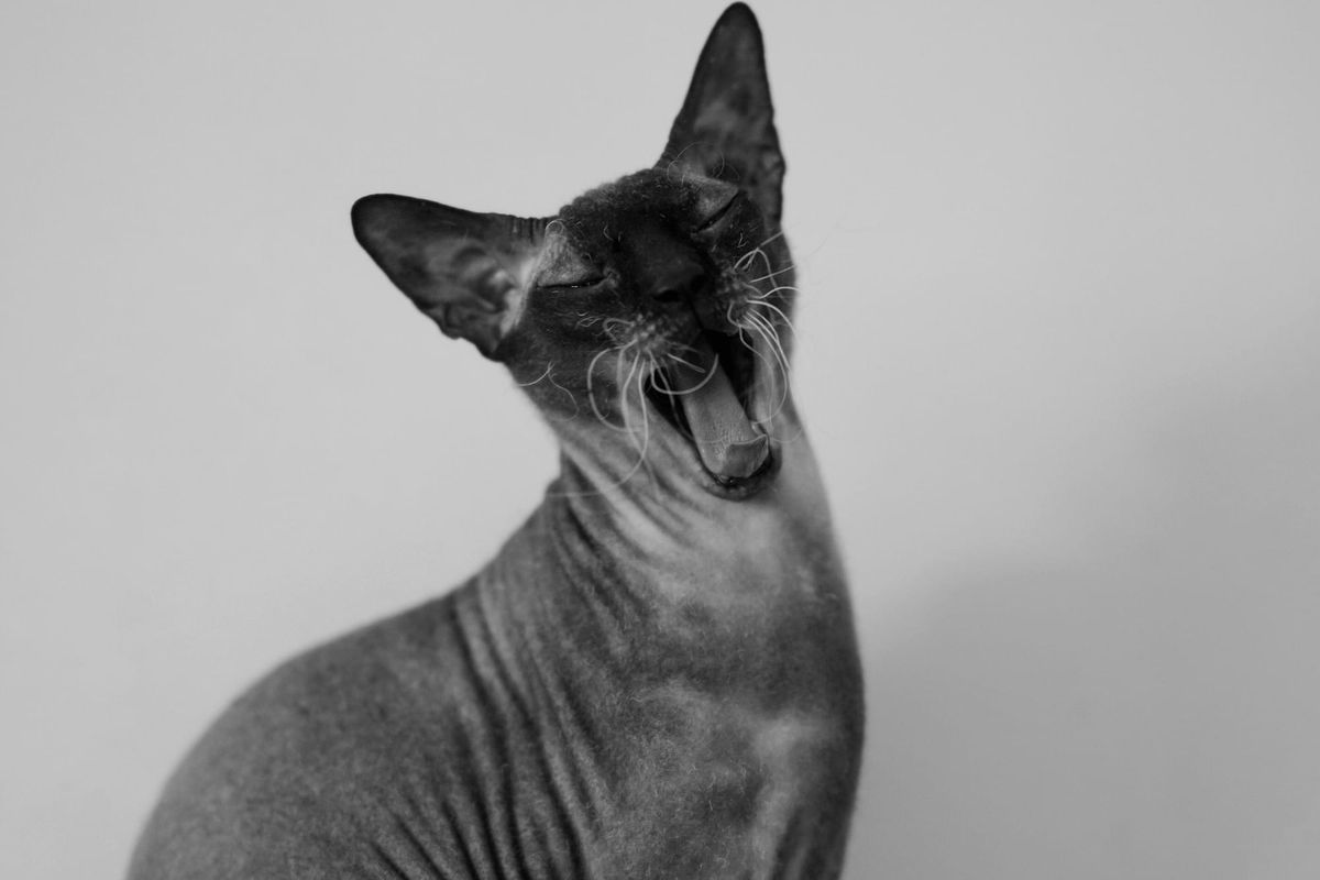 Dark Kittens [spoken word]