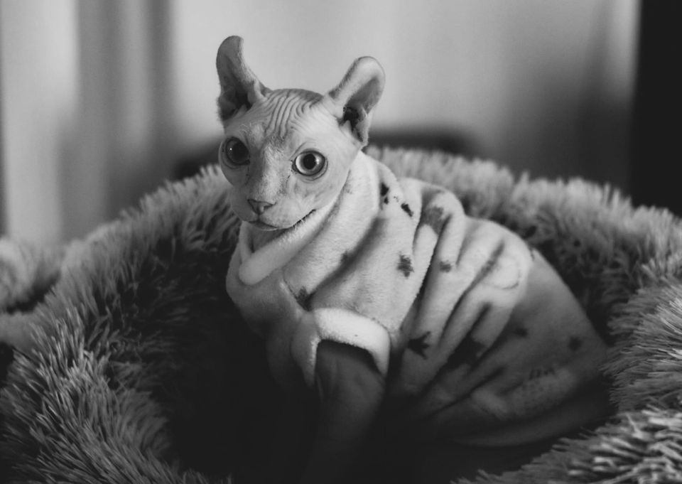 Dark Kittens: Spoken Word in Static