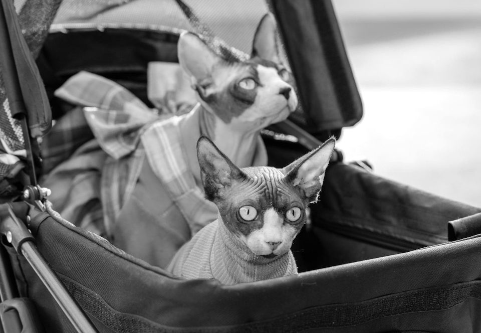 Dark Kittens