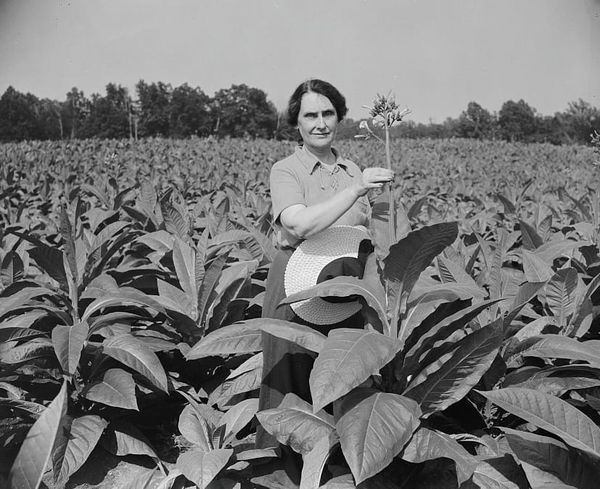 Black and white photograph of Nellie Tayloe Ross, a white woman with her dark hair pulled back, in a field of flowers. She holds one for the camera.