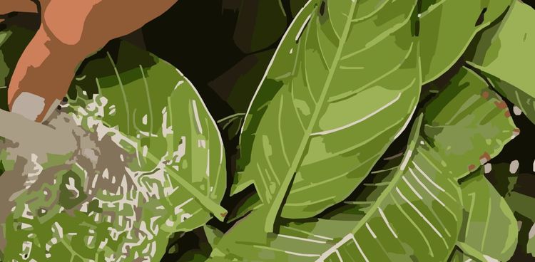 Baya Bundles: Modern Rituals with Guava-Leaves