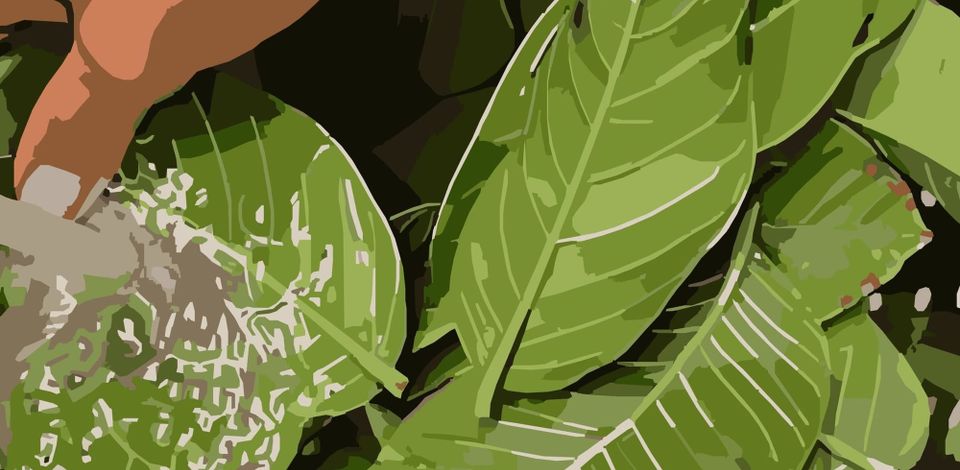 Baya Bundles: Modern Rituals with Guava-Leaves