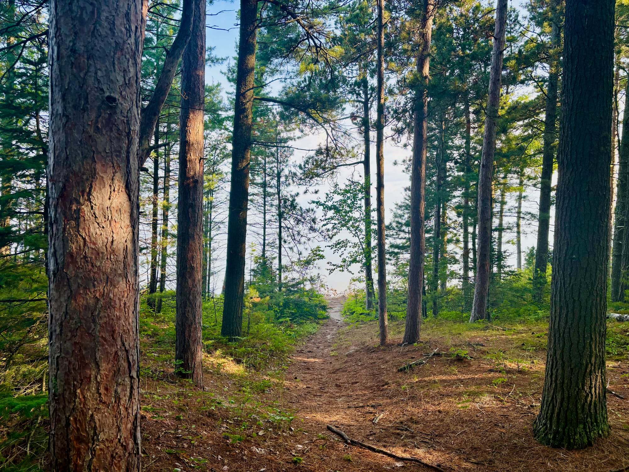 A trail through the woods at F.J. McLain State Park near Lake Superior
