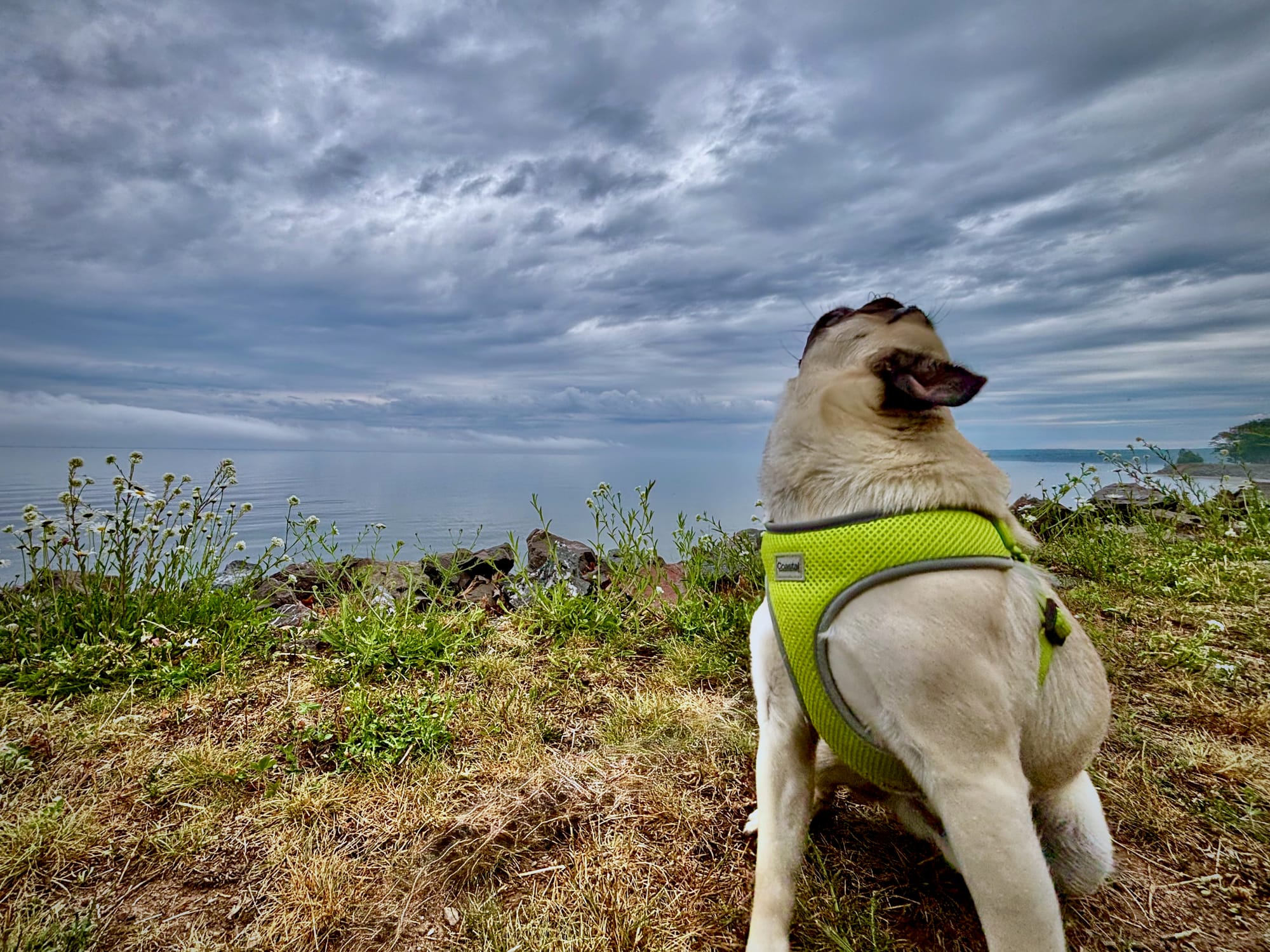 Pug Barking at Lake Superior in McClain State Park