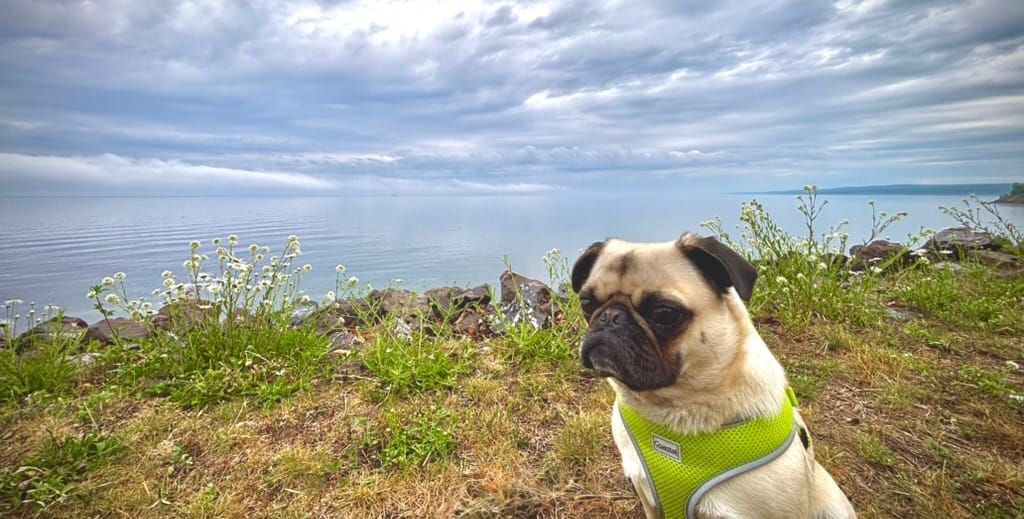Hi. We are your Michigan State Park Buddy.