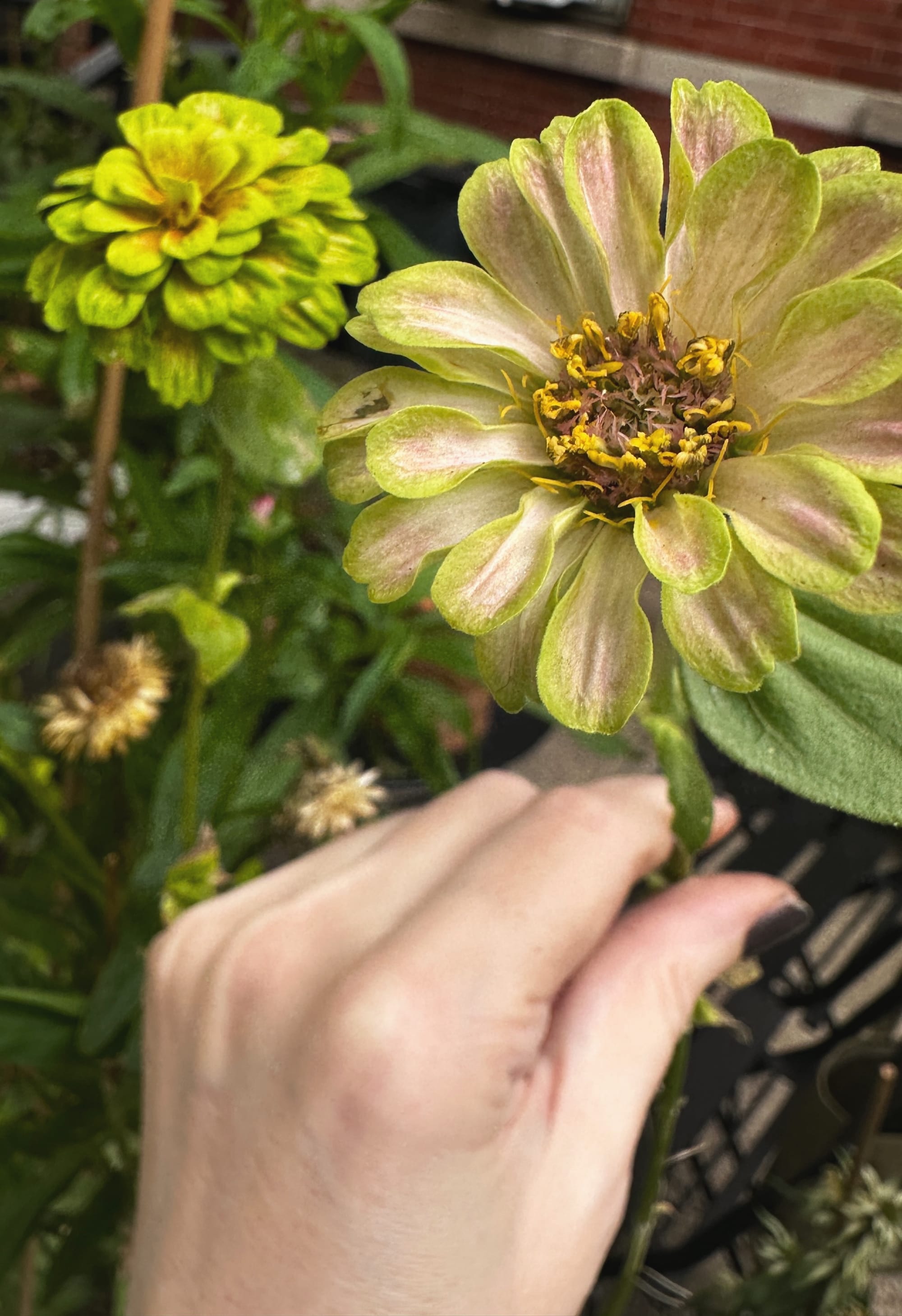 a hand reaches out to hold a lime and pink zinnia, against a backdrop of strawflowers, shadows, and brick