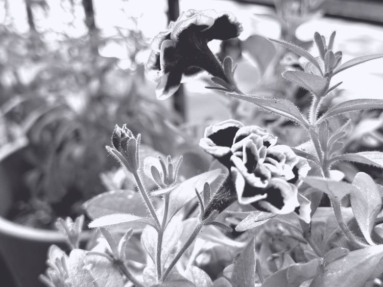 a black and white photograph of small black flowers rimmed with white