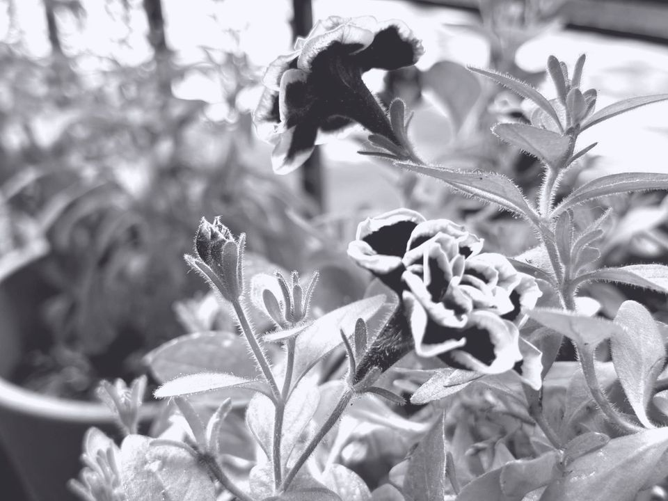 a black and white photograph of small black flowers rimmed with white