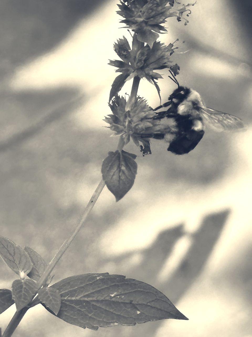 a fuzzy bumblebee is perched on a thistle-looking flower, wings and antennae out